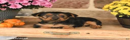 Shorkie dogs for sale: Angel - Ad 3