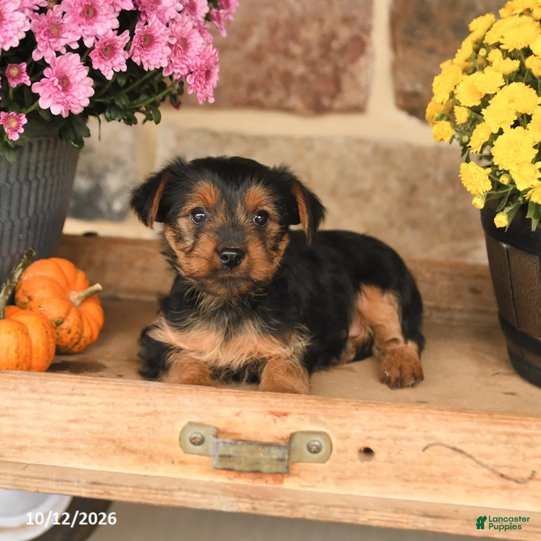Shorkie dogs for sale: Angel - Ad 3