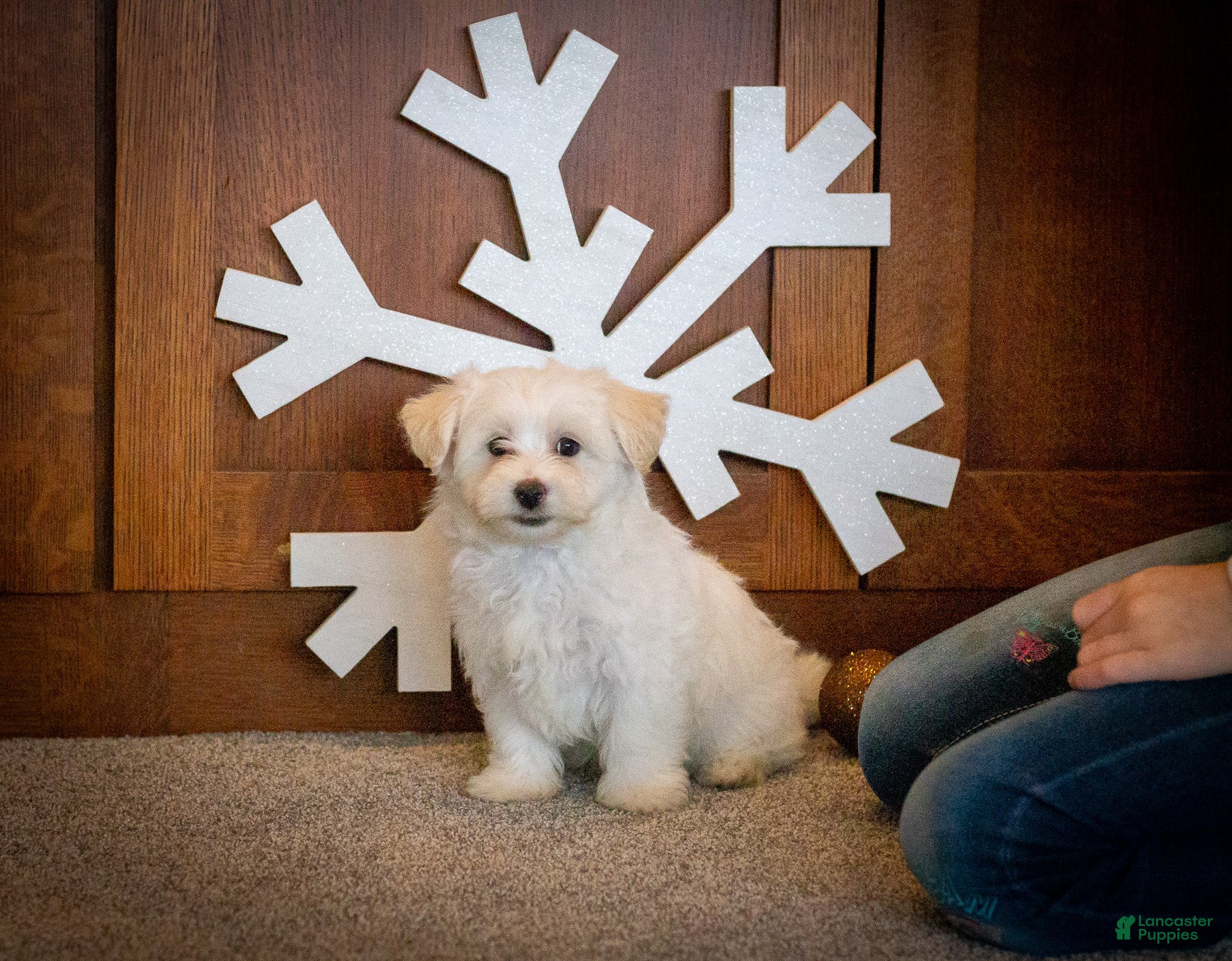 Maltipoo dogs Olaf - Ad 6