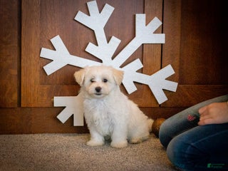 Maltipoo dogs Olaf - Ad 27
