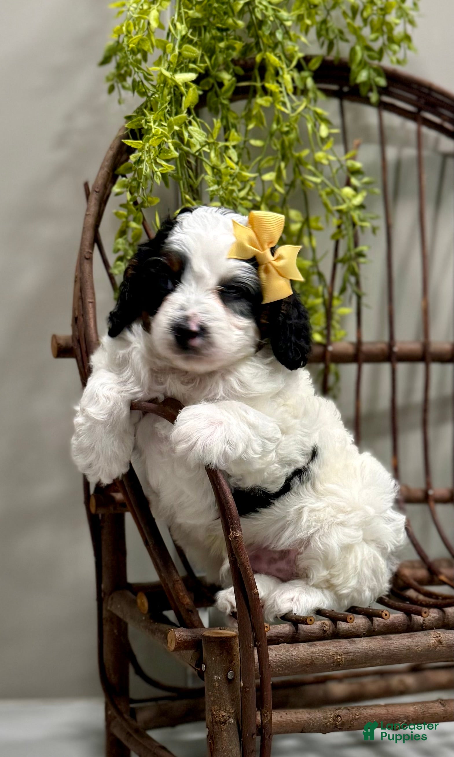 Cavapoo dogs for sale: Romeo - Ad 2