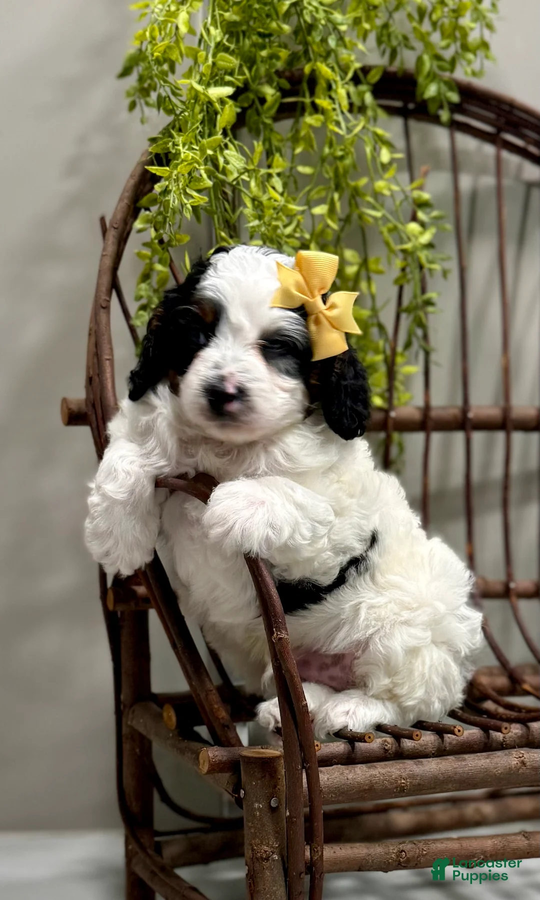 Cavapoo dogs for sale: Romeo - Ad 1