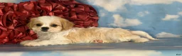 Cavapoo dogs for sale: Queso - Ad 4
