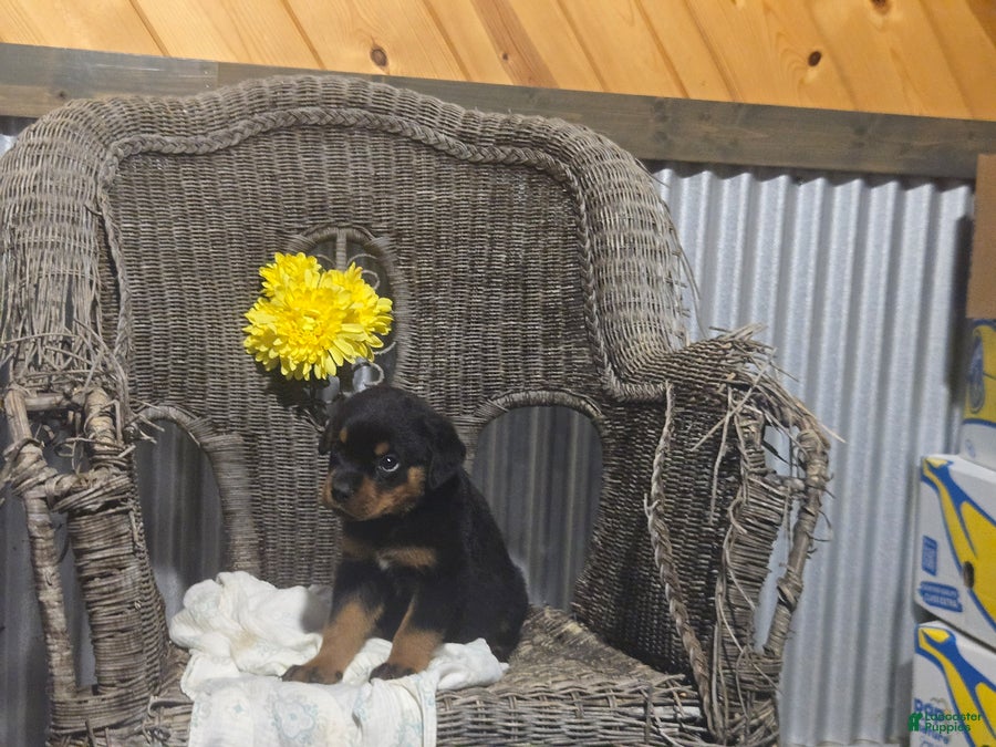 Rottweiler dogs Texas - Ad 1