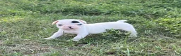 Frenchton dogs for sale: Frenchton 2 - Ad 3