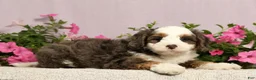 Mini Bernedoodle dogs for sale: Jarrett - Ad 4