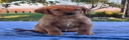 Golden Retriever dogs for sale: Nadia - Ad 3