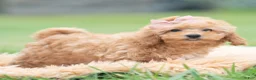 Maltipoo dogs for sale: Sunshine - Ad 6