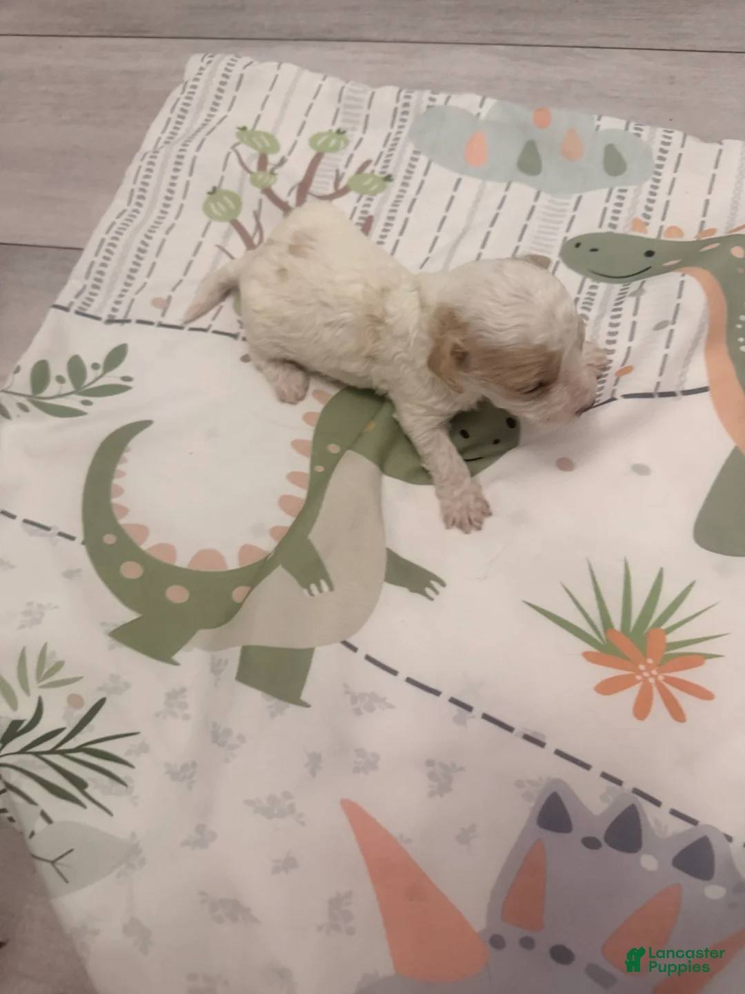 Yorkiepoo dogs for sale: Yorkiepoo 3 - Ad 2