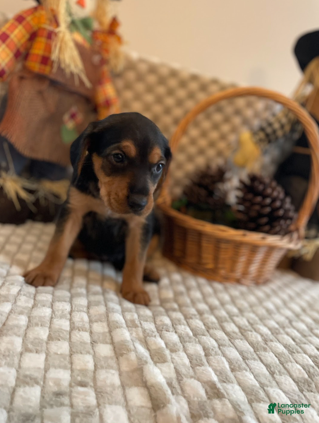 Mixed Breed dogs for sale: Daisy  - Ad 3
