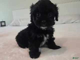 Maltipoo dogs Roy - Ad 5