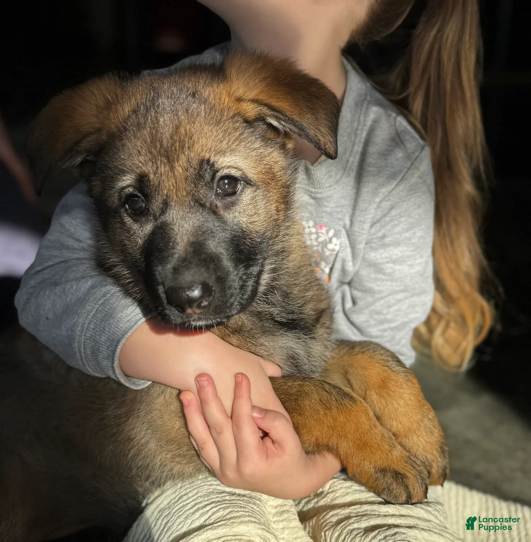 German Shepherd dogs for sale: Augusta - Ad 9