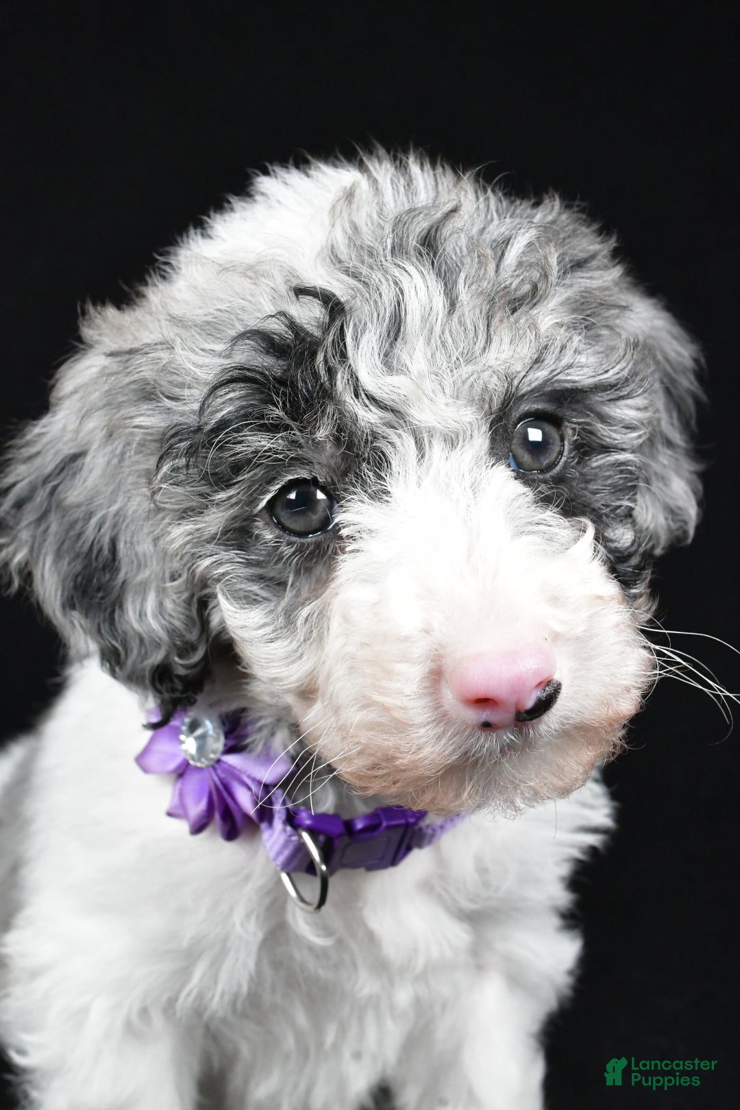 Sheepadoodle dogs for sale: Clover - Ad 7