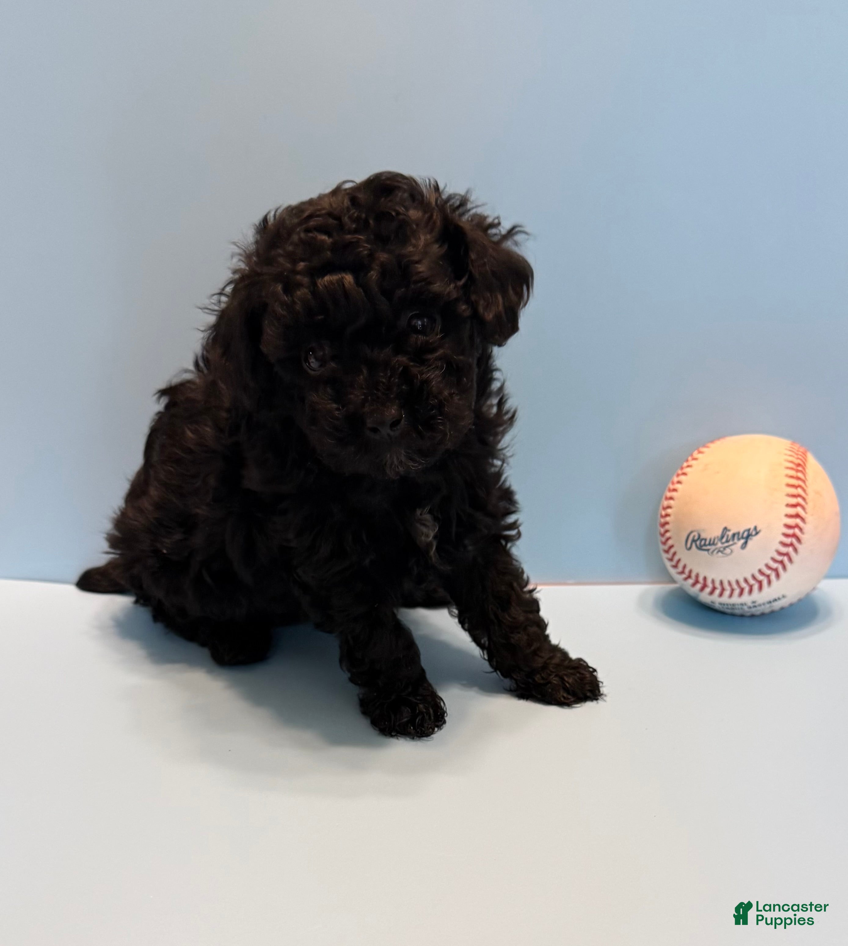 Toy Poodle dogs Buddy teacup  - Ad 1