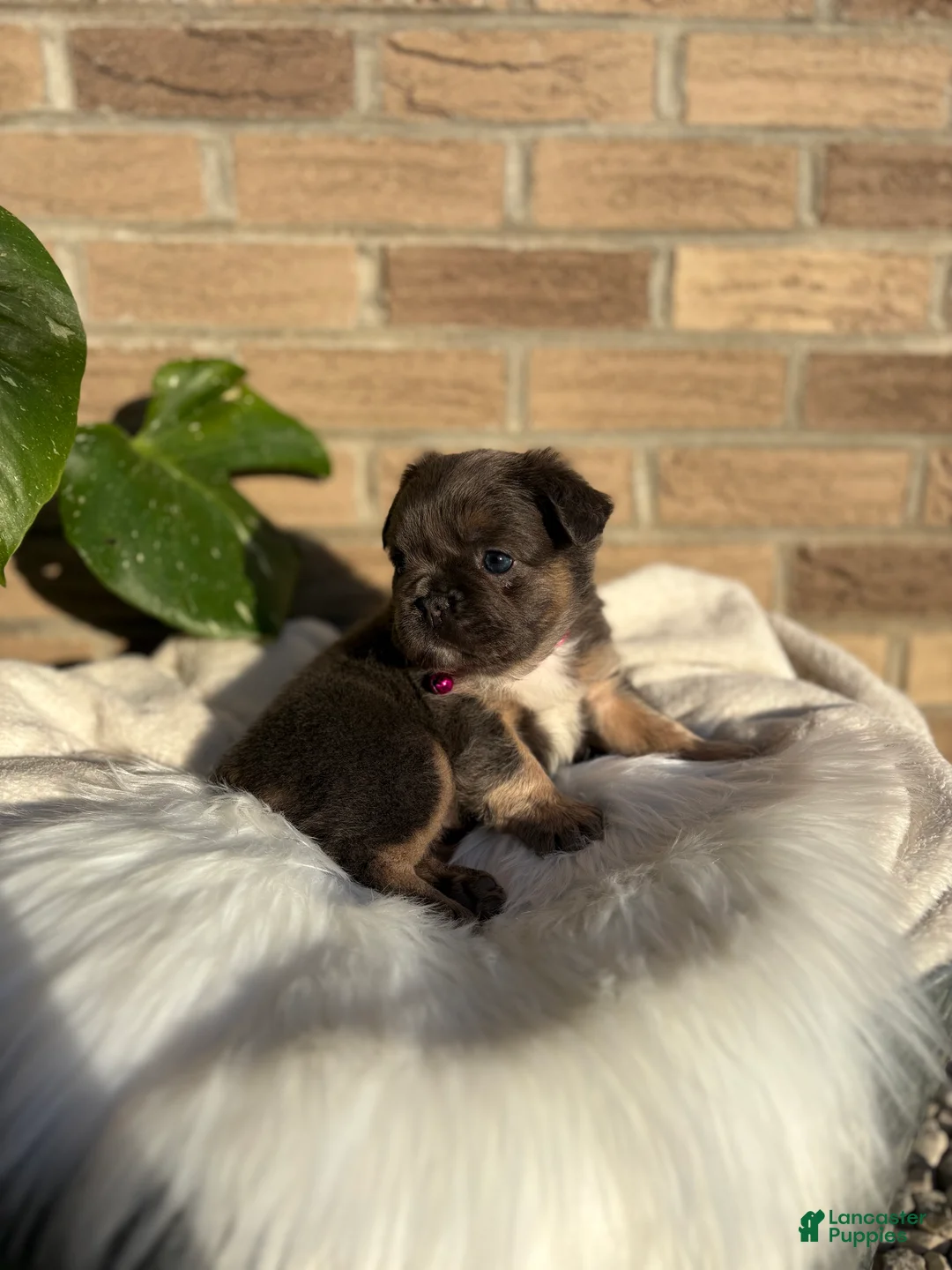 French Bulldog dogs for sale: French Bulldog Puppy 7 - Ad 2