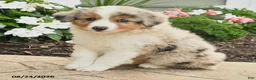 Miniature Australian Shepherd dogs for sale: Paul - Ad 4