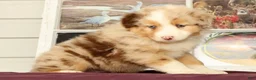 Miniature Australian Shepherd dogs for sale: Shank - Ad 5