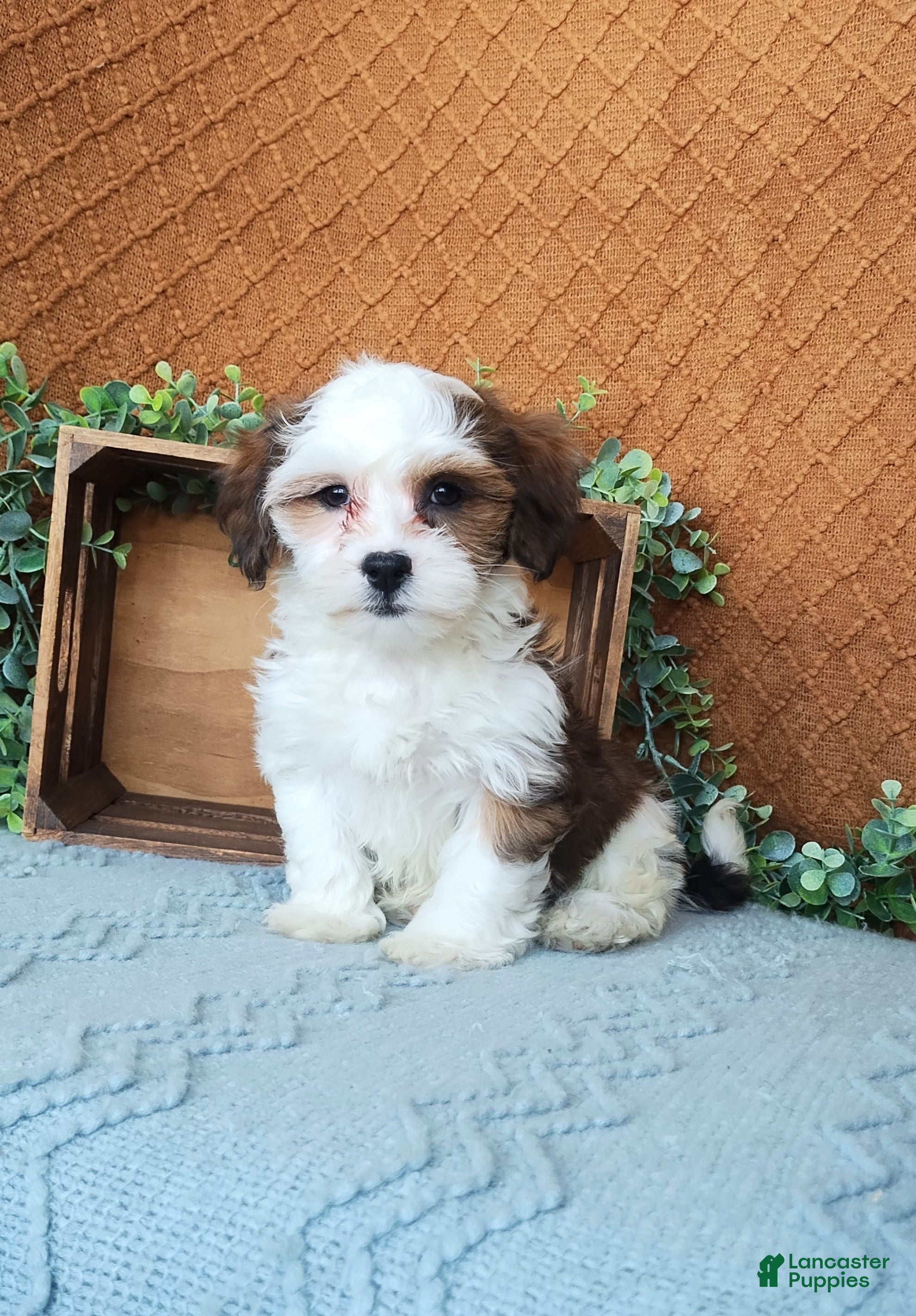 Havanese dogs Parker  - Ad 19