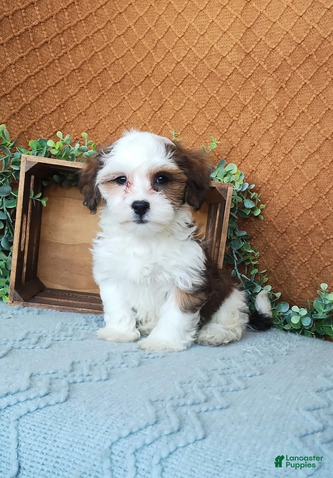 Havanese dogs for sale: Parker  - Ad 1