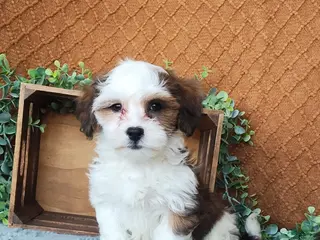 Havanese dogs Parker - Ad 19