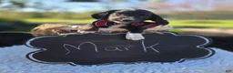 Miniature Dachshund dogs for sale: Mark - Ad 4
