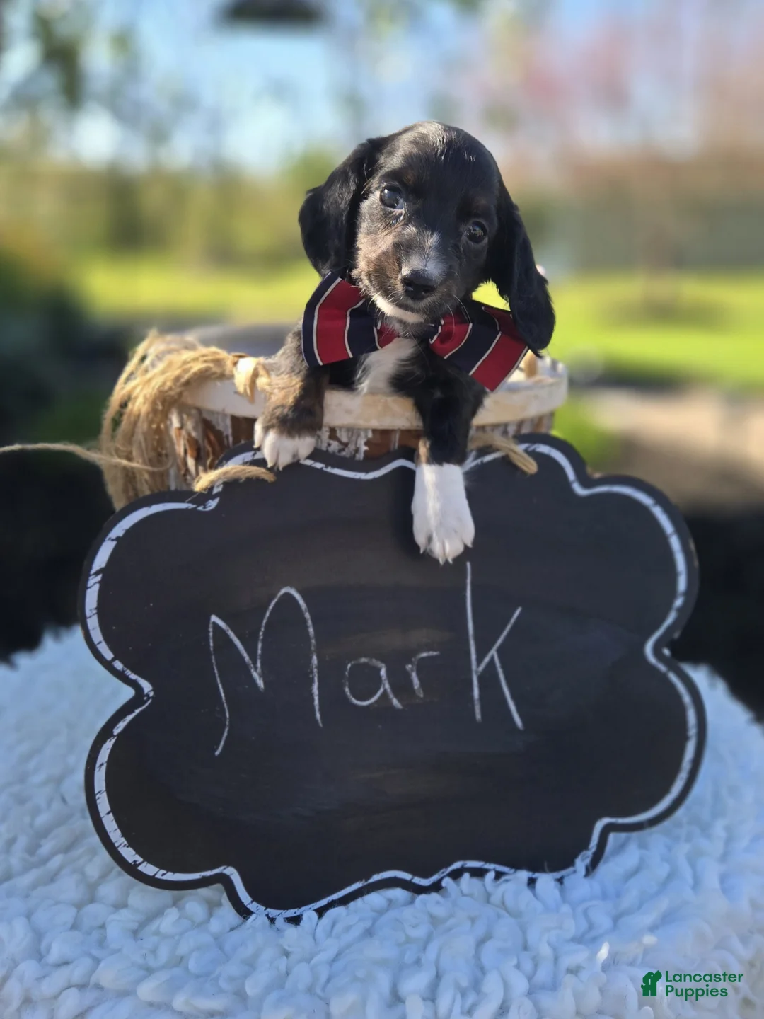 Miniature Dachshund dogs for sale: Mark - Ad 4