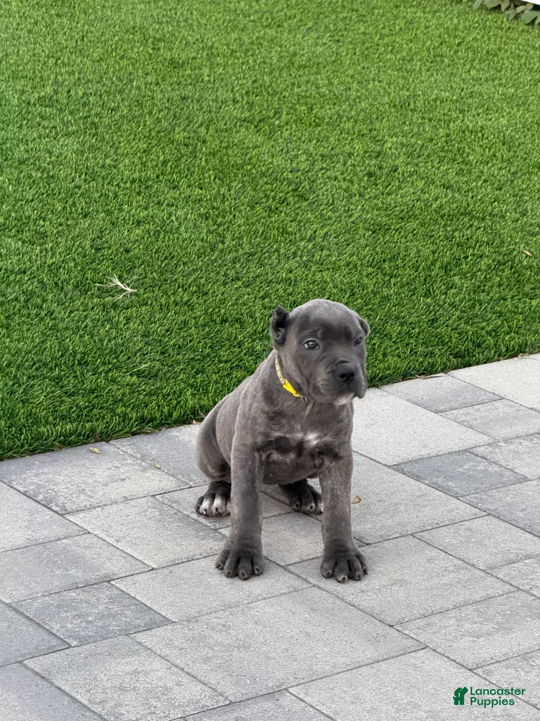 Cane Corso dogs for sale: Athena - Ad 4