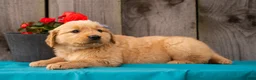 Golden Retriever dogs for sale: Tula - Ad 8