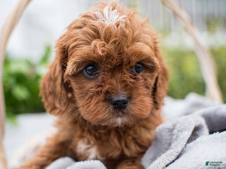 Cavapoo dogs - Ad 40