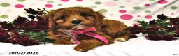 Cavapoo dogs for sale: Peaches - Ad 2