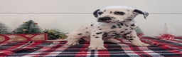 Dalmatian dogs for sale: Sweetie  - Ad 2