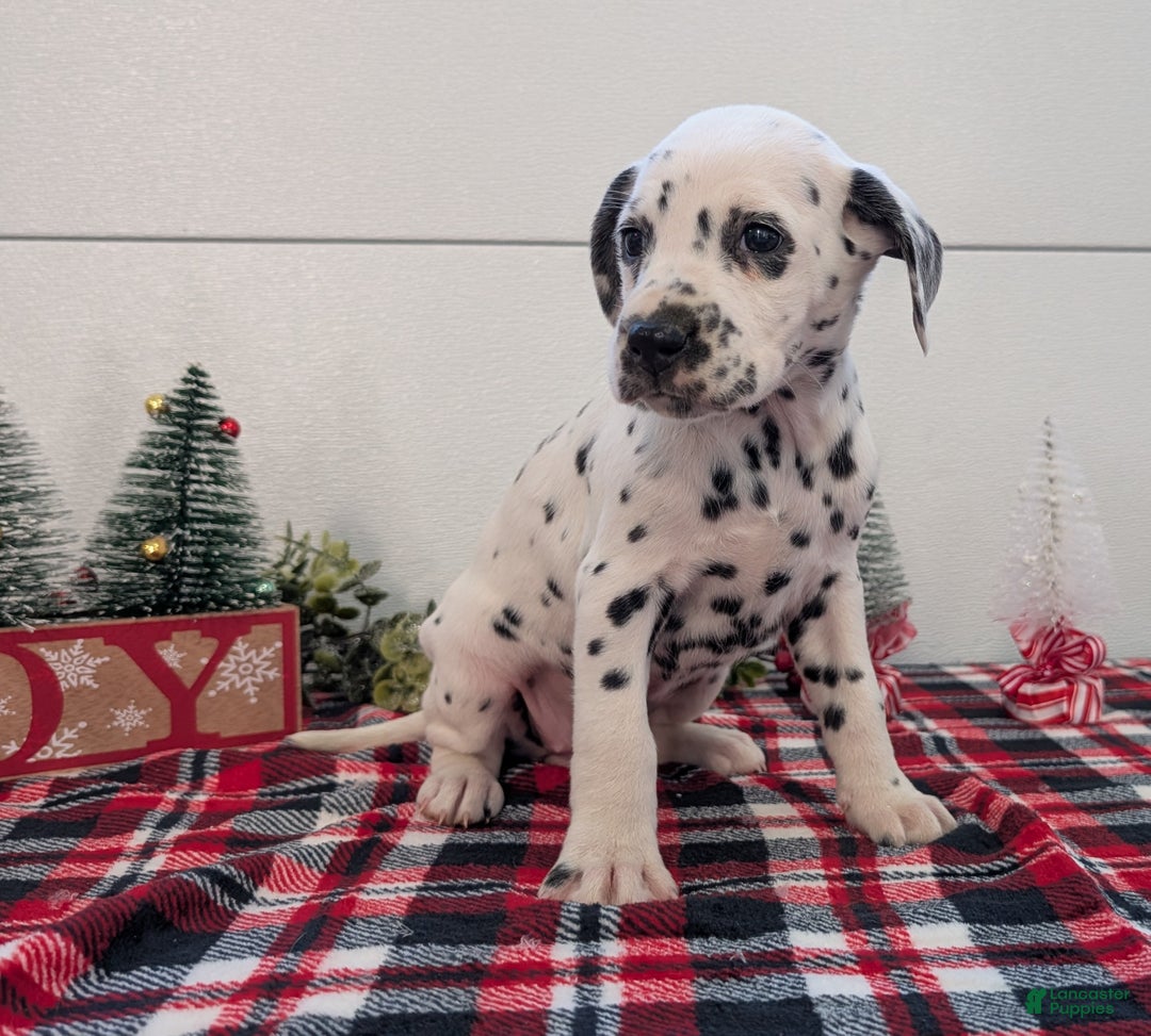 Dalmatian dogs for sale: Sweetie  - Ad 2