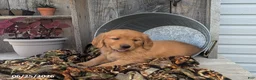 Golden Retriever dogs for sale: Mason - Ad 3