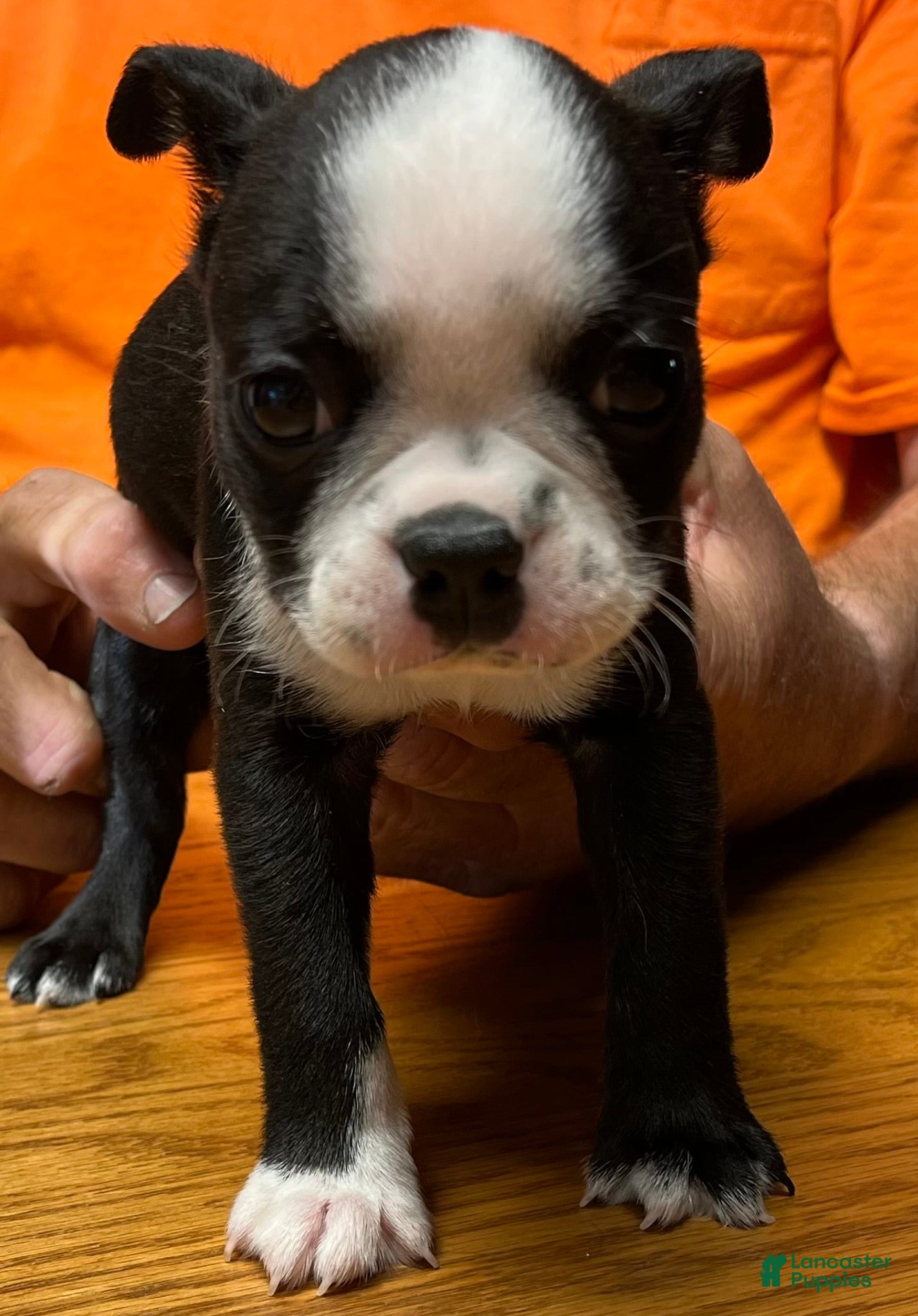 Boston Terrier dogs Boston Terrier 6 - Franklin - Ad 1