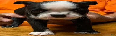 Boston Terrier 6 - Franklin