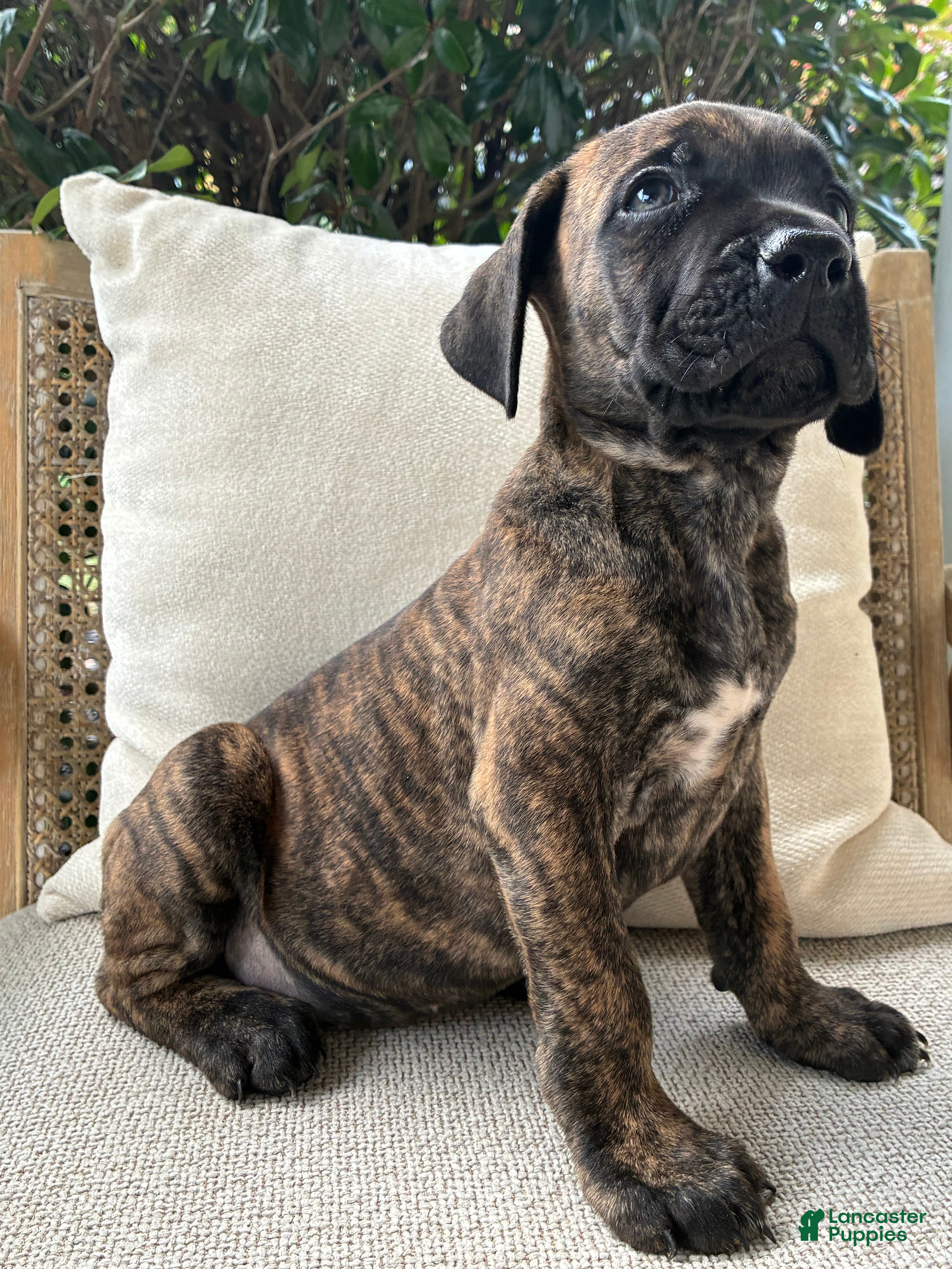 Cane Corso dogs Cane Corso Black/Chestnut Brindle - Ad 37