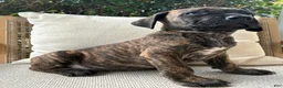 Cane Corso dogs for sale: Cane Corso Black/Chestnut Brindle - Ad 1