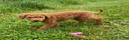 Mini Goldendoodle dogs for sale: Oscar - Micro - Ad 1