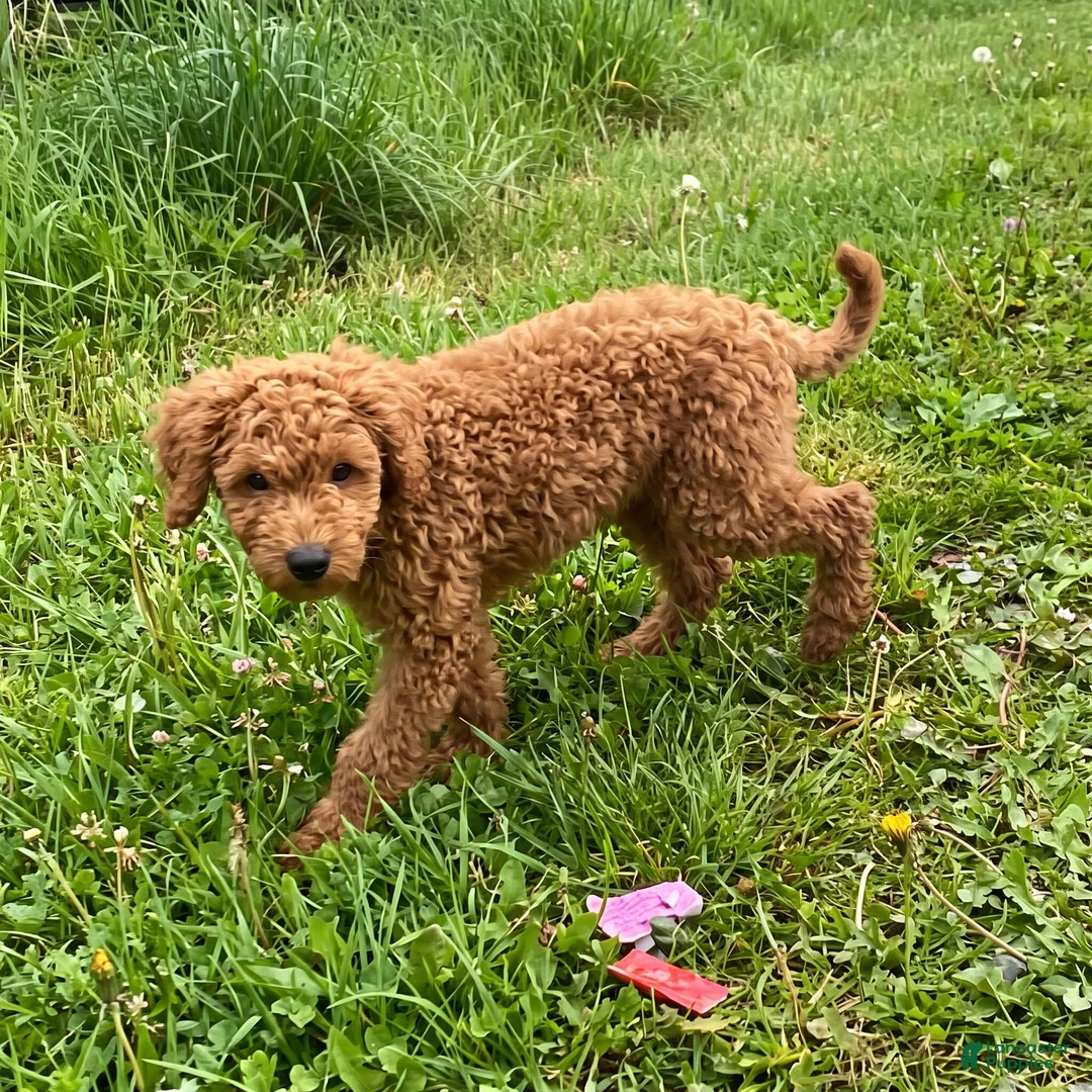 Mini Goldendoodle dogs for sale: Oscar - Micro - Ad 1
