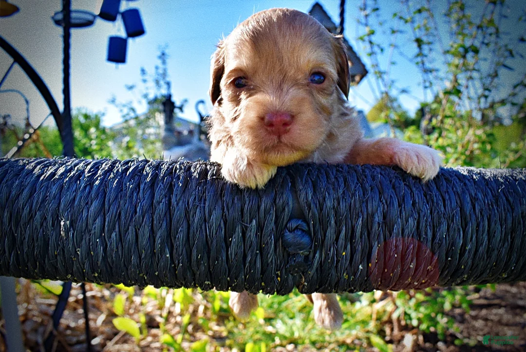 Havapoo dogs for sale: Peanut - Ad 2