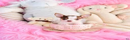 Chihuahua dogs for sale: Chihuahua 1 - Ad 1