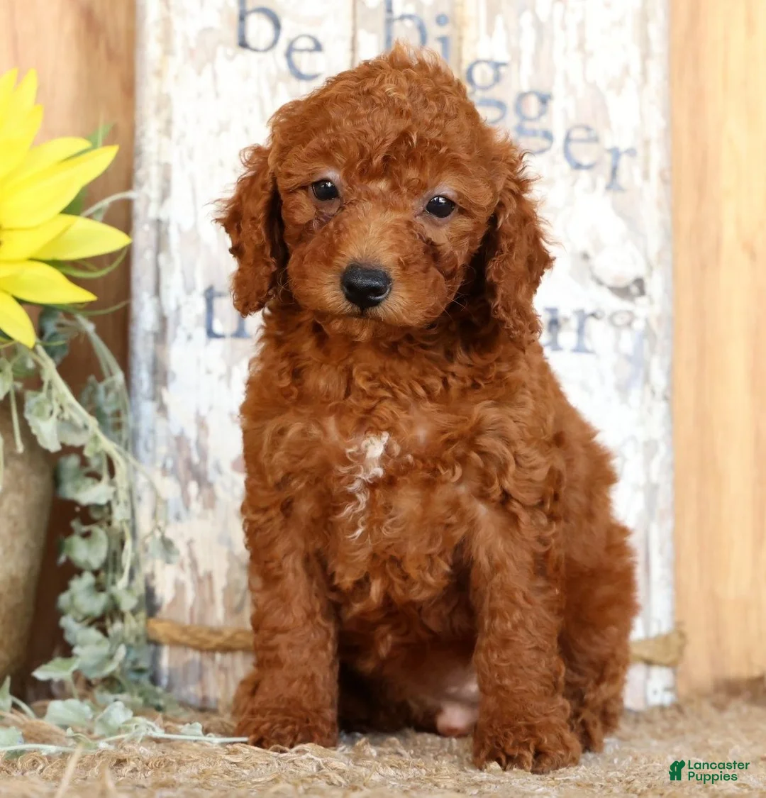 Miniature Poodle dogs for sale: Nova - Ad 2