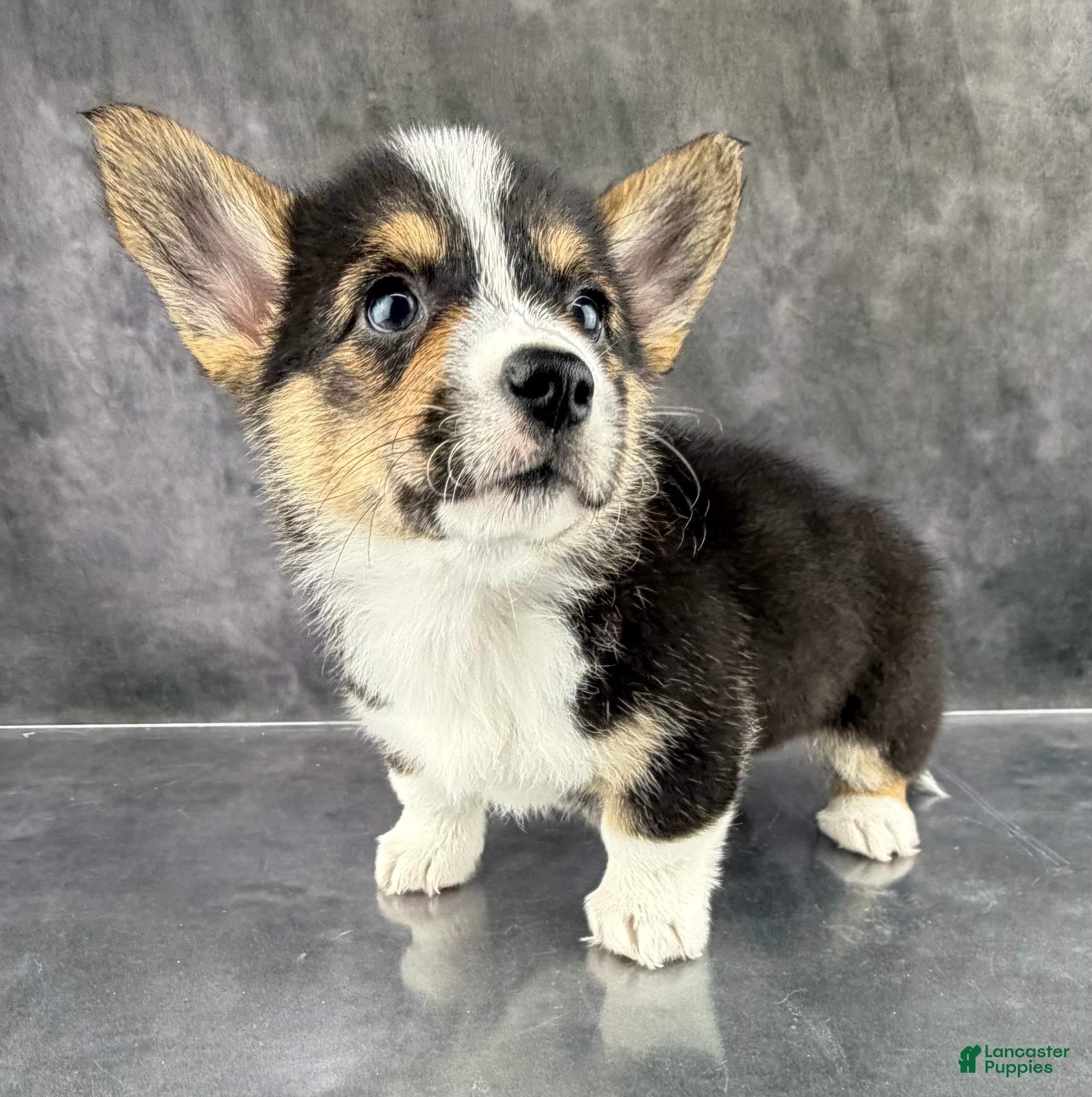 Welsh Corgi Pembroke dogs Loki Tailed Baby ❤️ - Ad 2