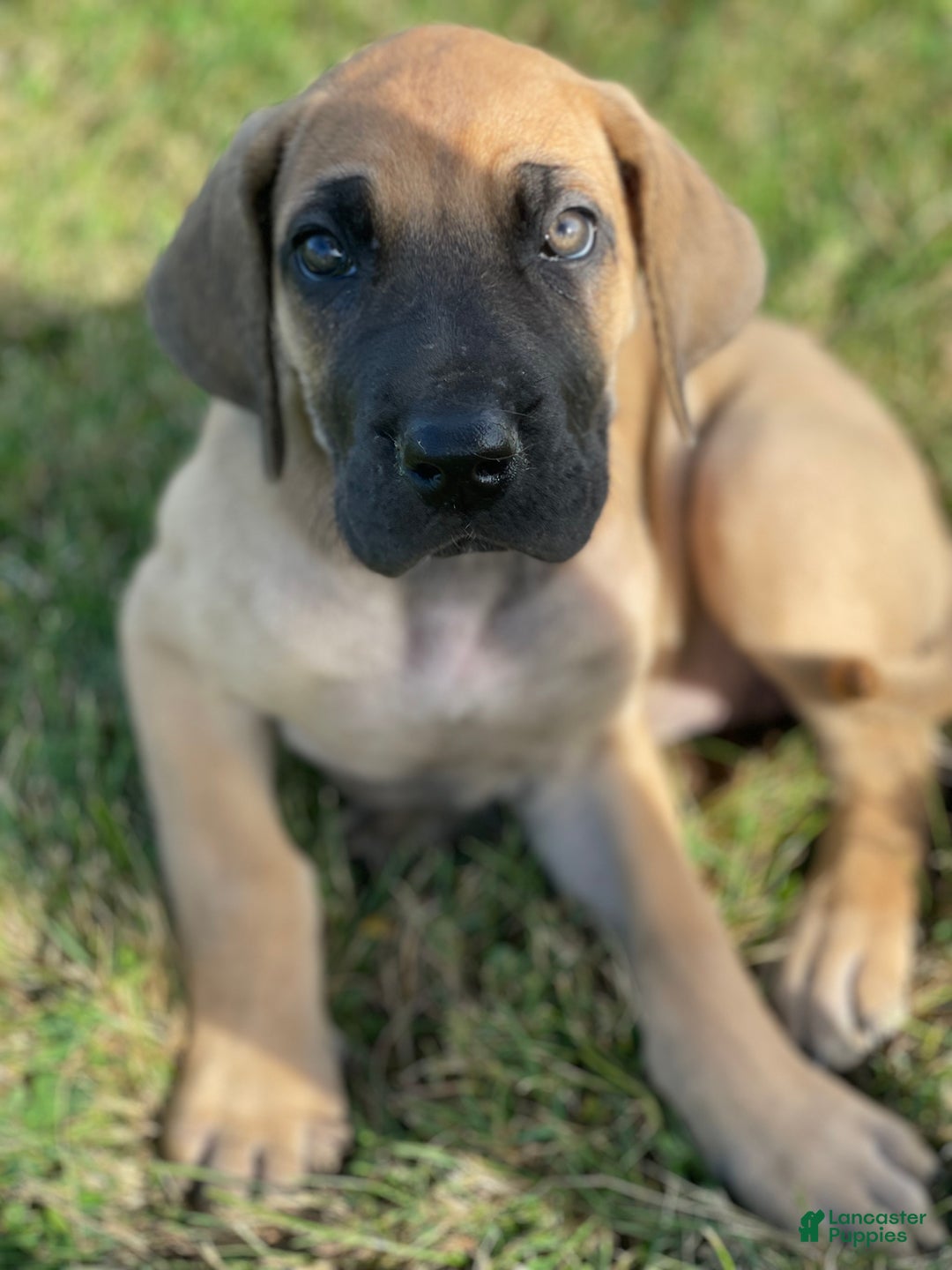 Great Dane dogs for sale: Great Dane Puppy 3 - Ad 1
