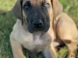 Great Dane dogs Great Dane Puppy 3 - Ad 22