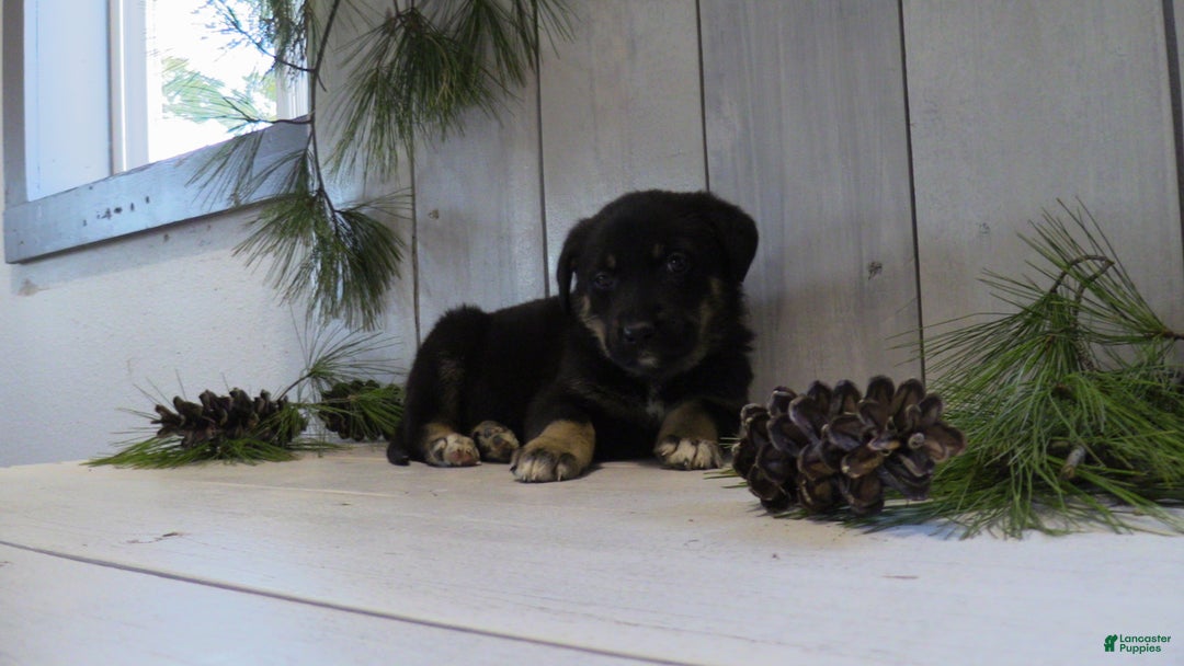 German Shepherd dogs for sale: Harper - Ad 9