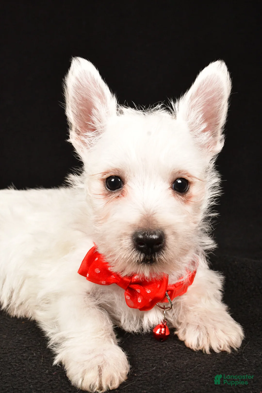 West Highland Terrier dogs for sale: Dan - Ad 5