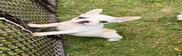 French Bulldog dogs for sale: Fire puppy number 1 - Ad 3