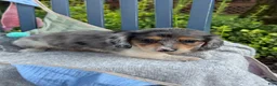 Miniature Dachshund dogs for sale: Theo - Ad 5