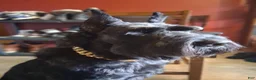 Giant Schnauzer dogs for sale: Colè - Ad 10